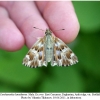 carch lavatherae male7